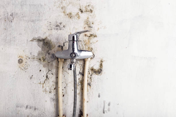 Best Home Mold Removal  in Henryville, IN