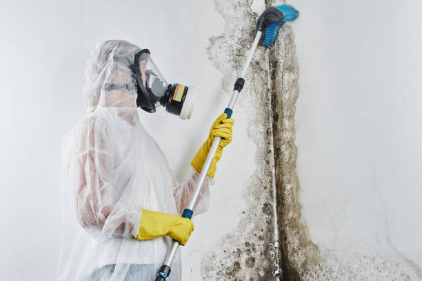 Best Black Mold Removal  in Henryville, IN