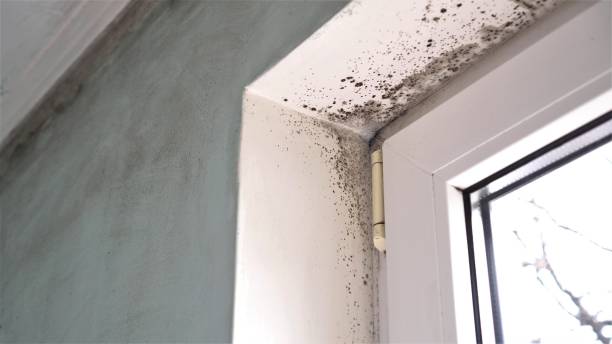 Mold Removal and Inspection in Henryville, IN