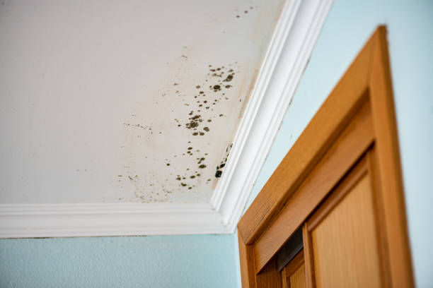 Best Office Mold Removal Services  in Henryville, IN