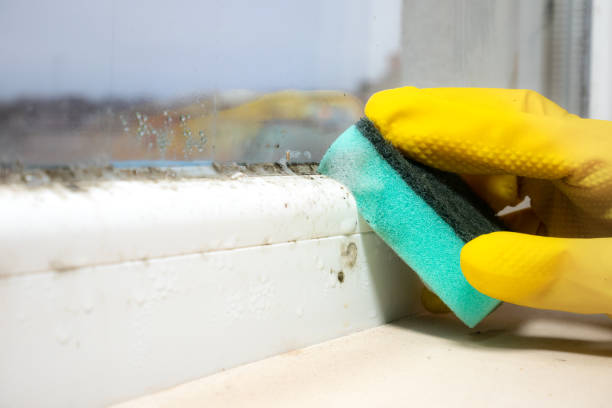 Best Residential Mold Removal  in Henryville, IN