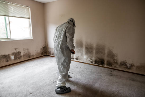 Best Local Mold Removal Service  in Henryville, IN