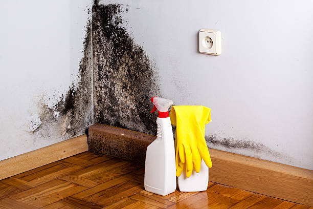Professional Mold Removal in Henryville, IN