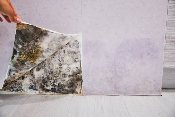 Best Attic Mold Removal  in Henryville, IN
